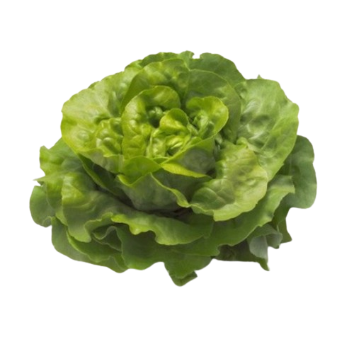 Lechuga Nadine